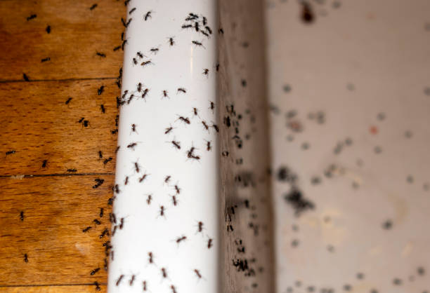 Best Best Pest Control Companies  in Gower, MO